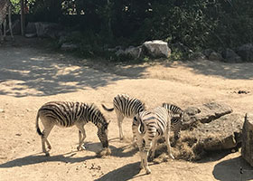 lerelaisdelagodasse-activites-parc-zoologique-touroparc